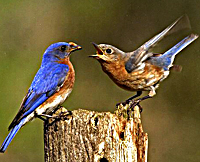 Does the Caged Bird Still Sing? or, GPS and the Bluebird of Happiness